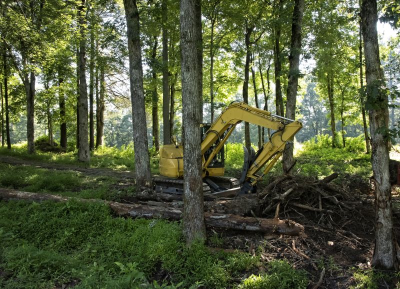 Bushes Clearing in Houston, TX