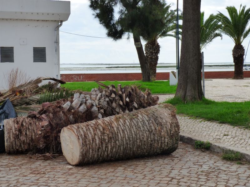 Mimosa Tree Removal in Doylestown, PA