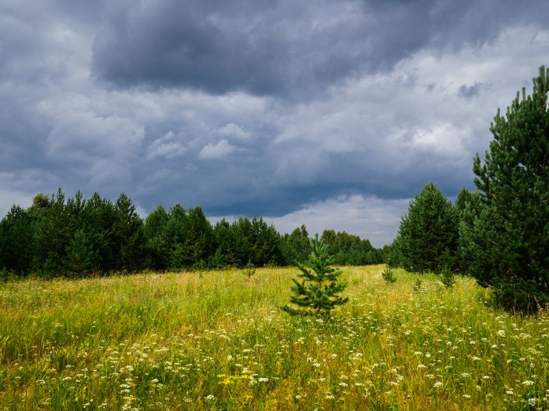 Acreage Clearing in Marietta, GA